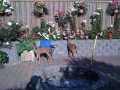 baby-deer-in-courtyard