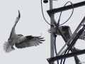 Osprey in Poulsbo