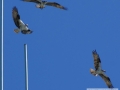 Osprey In Poulsbo