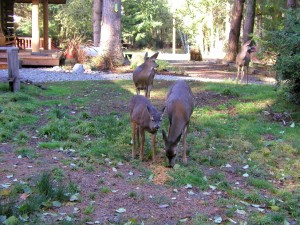 15-Island-Deer