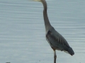 Great Blue Herron on Oyster laden Privately Owned Tidelands in Holly